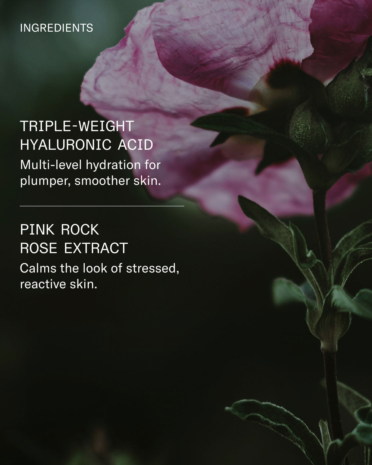 Hyaluronic Acid 2% Plumping Serum